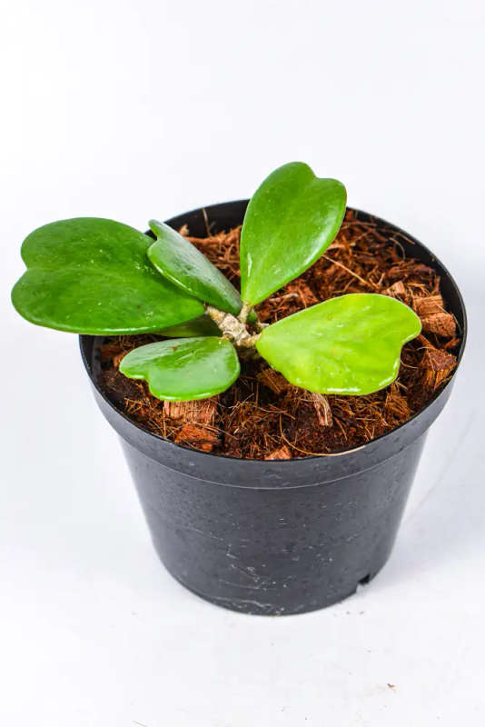 Hoya Kerrii