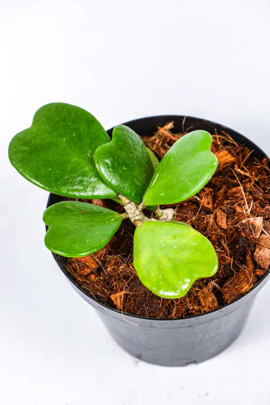 Hoya Kerrii