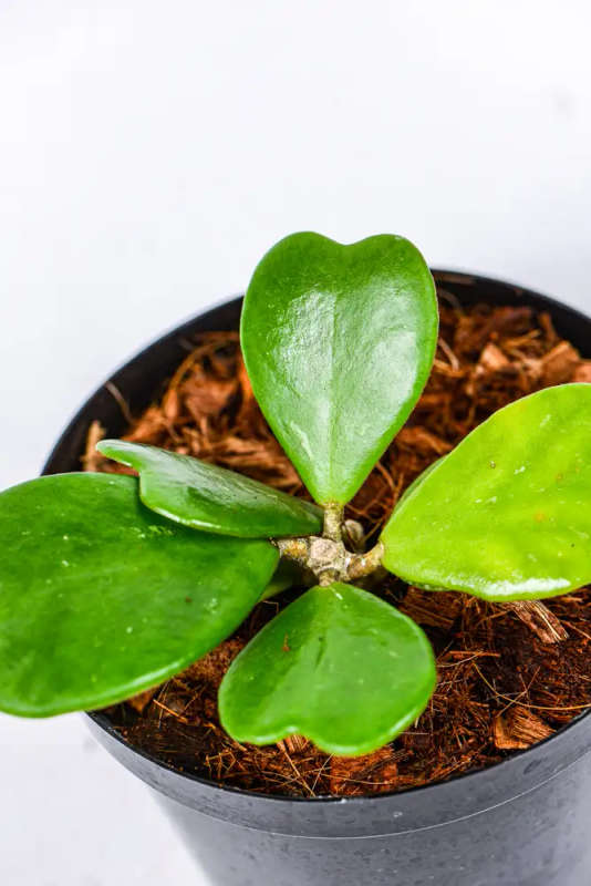 Hoya Kerrii