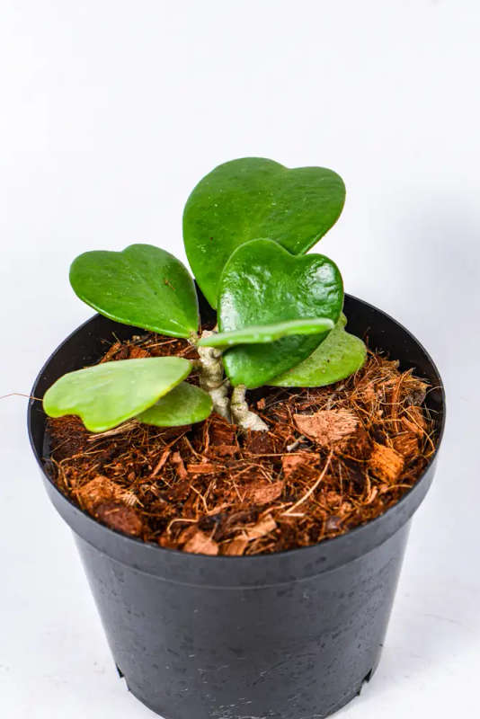 Hoya Kerrii