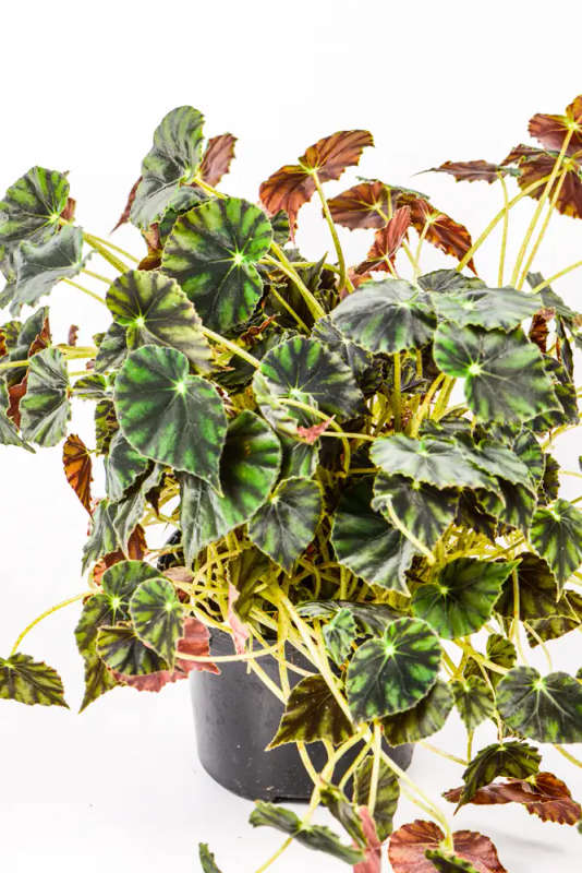 Begonia Nigra Magra