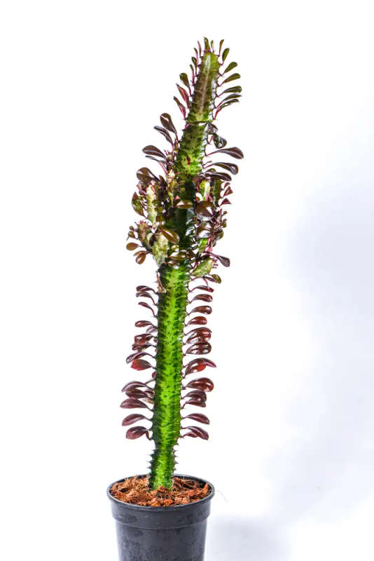 African Milk Tree Ruby
