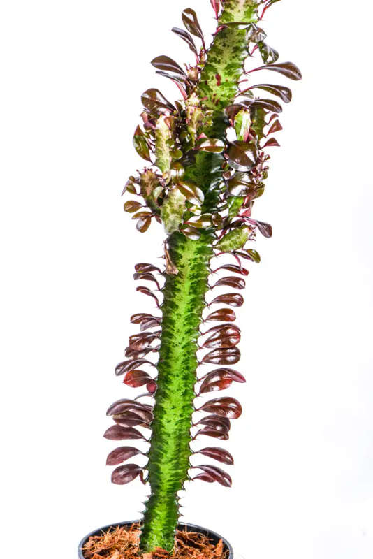 African Milk Tree Ruby
