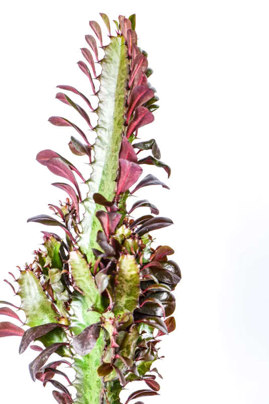 African Milk Tree Ruby