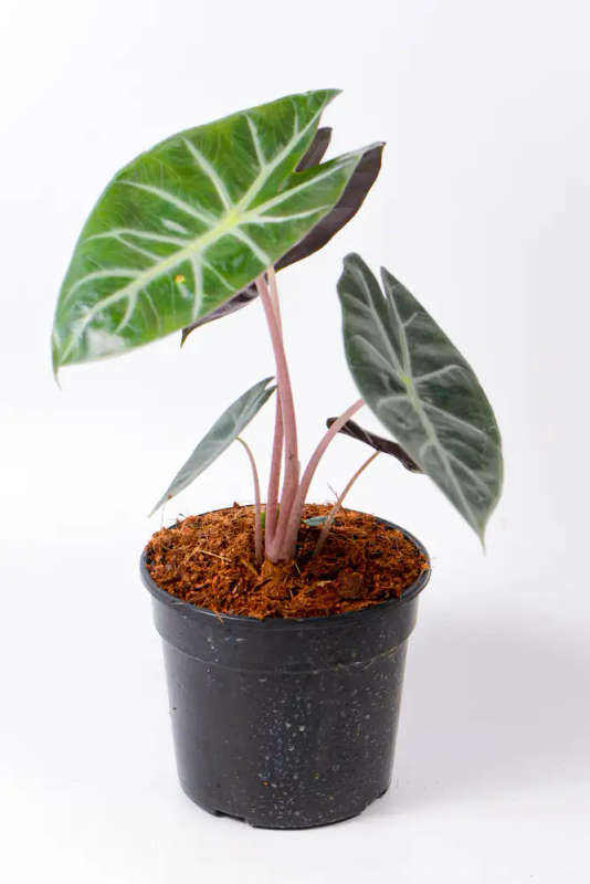Alocasia Nairobi Nights