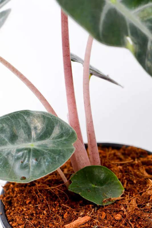 Alocasia Nairobi Nights
