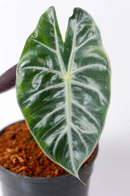 Alocasia Nairobi Nights