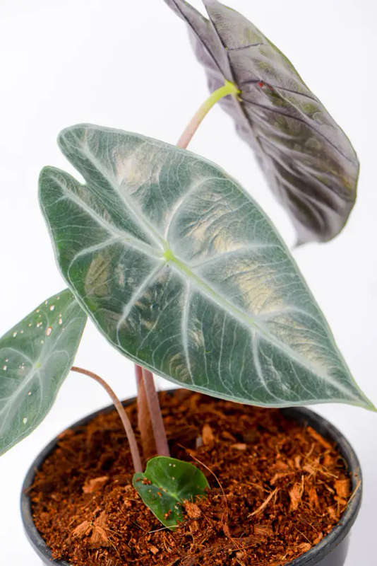 Alocasia Nairobi Nights