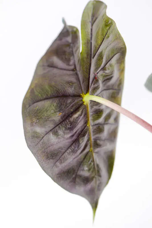 Alocasia Nairobi Nights