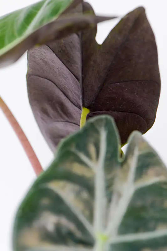 Alocasia Nairobi Nights