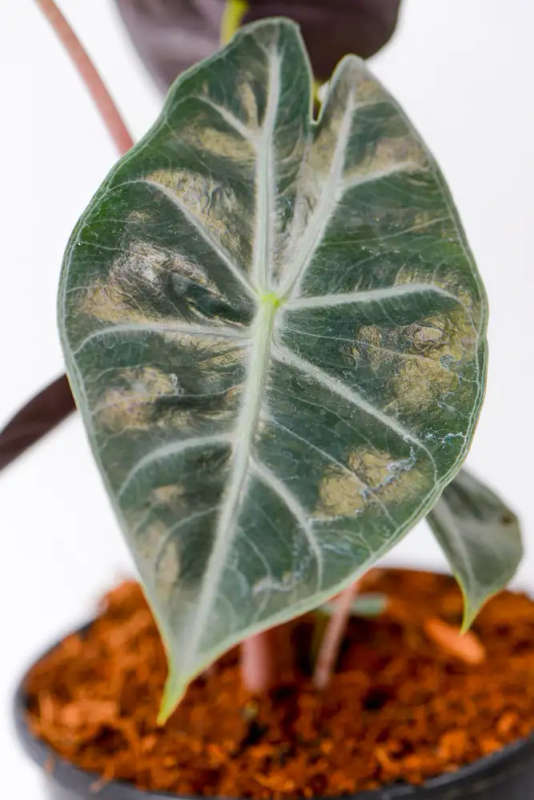 Alocasia Nairobi Nights