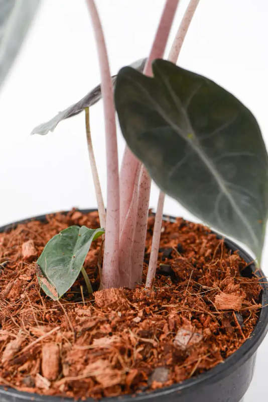 Alocasia Nairobi Nights