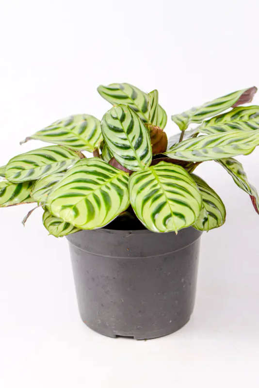 Calathea Burle Marxii