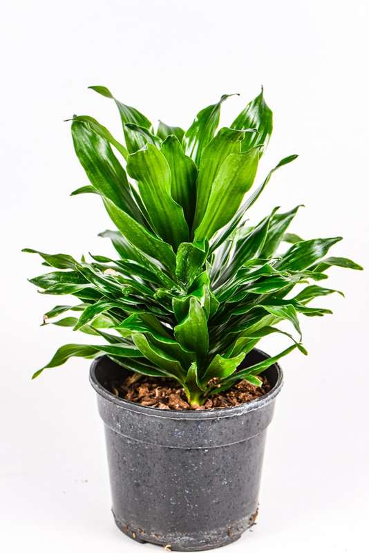 Pineapple Dracaena
