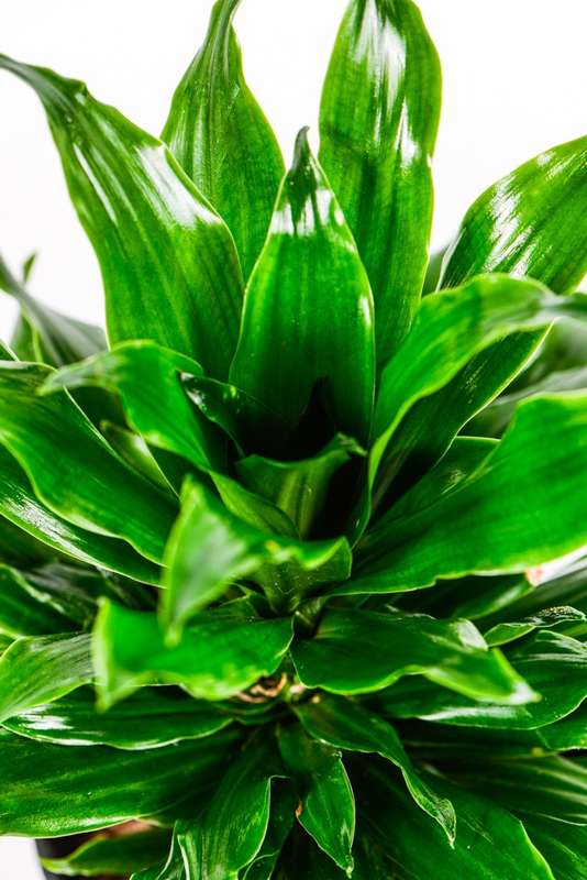 Pineapple Dracaena