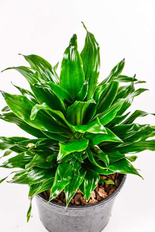 Pineapple Dracaena