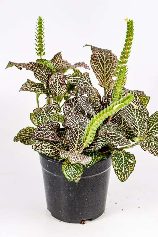 Fittonia Nerve Plant Pink