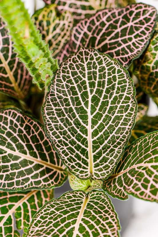 Fittonia Nerve Plant Pink