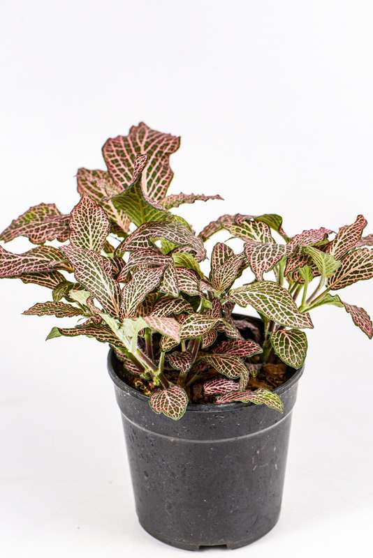 Fittonia Nerve Plant Pink