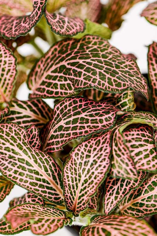 Fittonia Nerve Plant Pink
