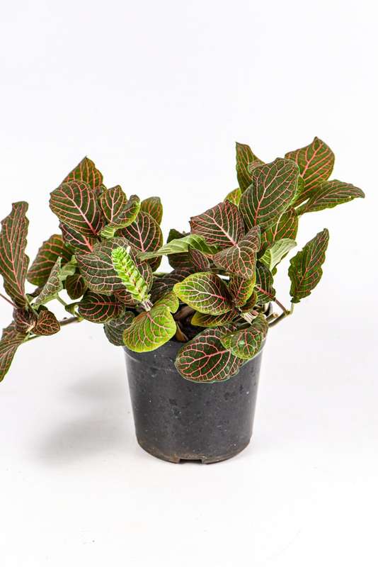 Fittonia Nerve Plant Red