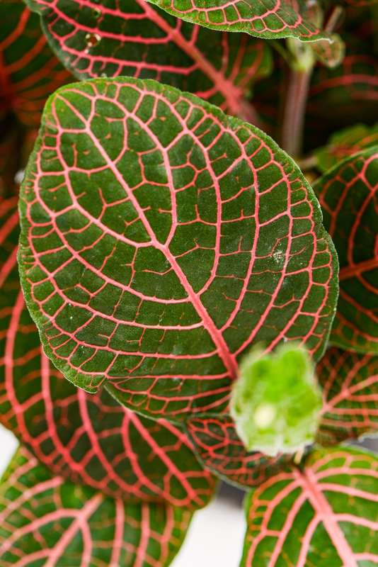 Fittonia Nerve Plant Red