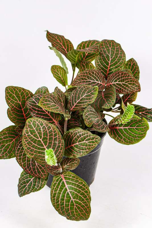 Fittonia Nerve Plant Red