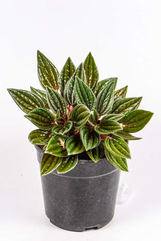Peperomia Zorro