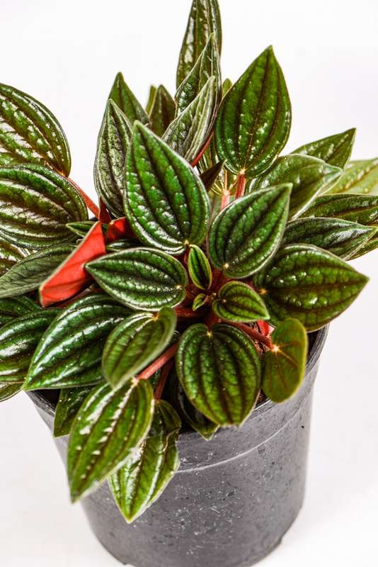 Peperomia Zorro