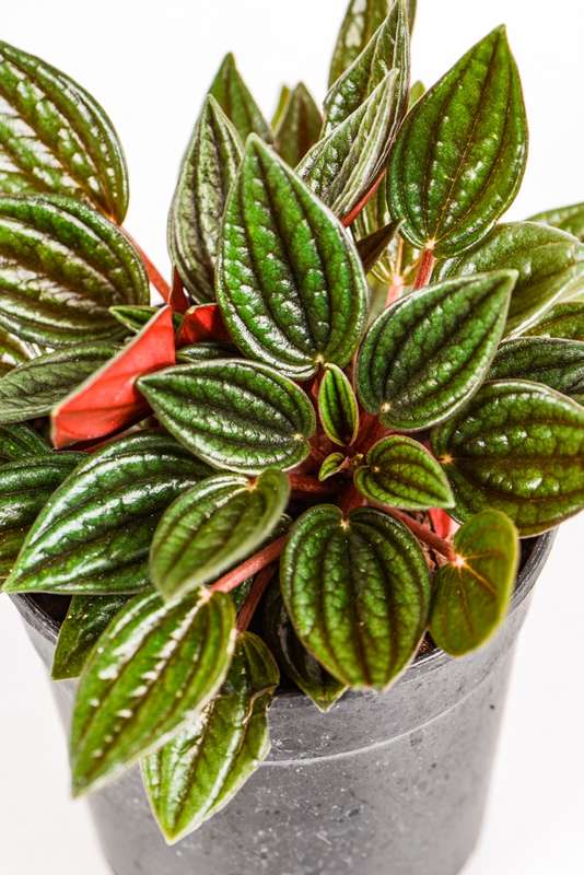 Peperomia Zorro