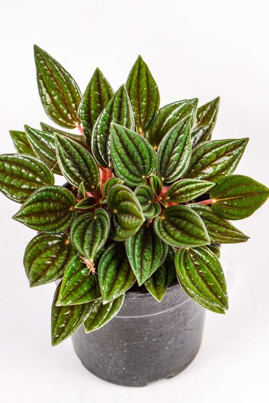 Peperomia Zorro