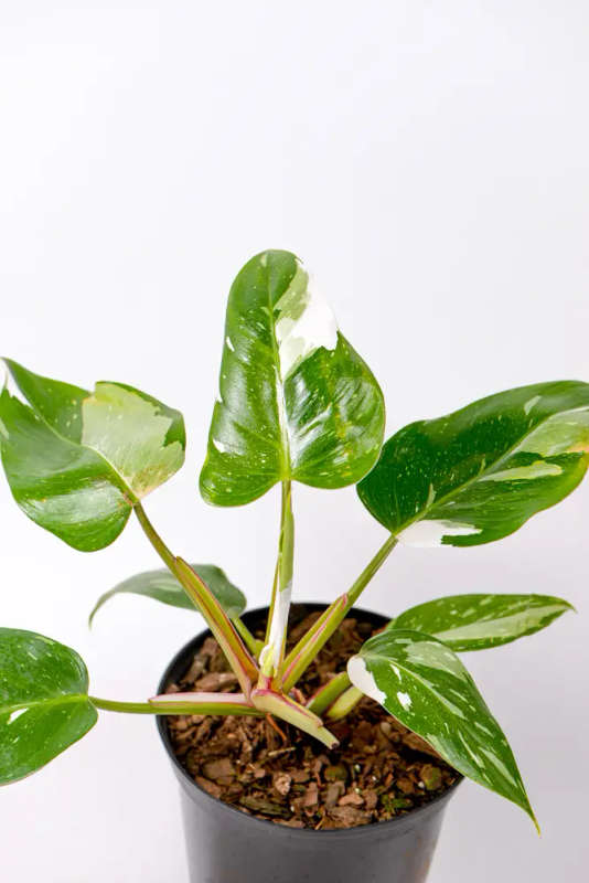 Philodendron White Princess