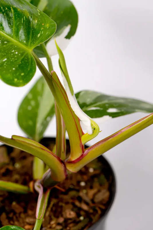 Philodendron White Princess