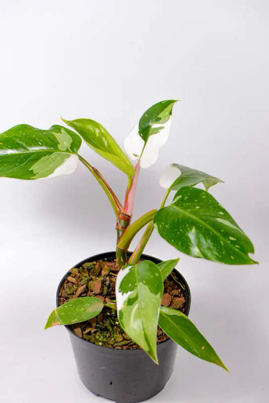 Philodendron White Princess