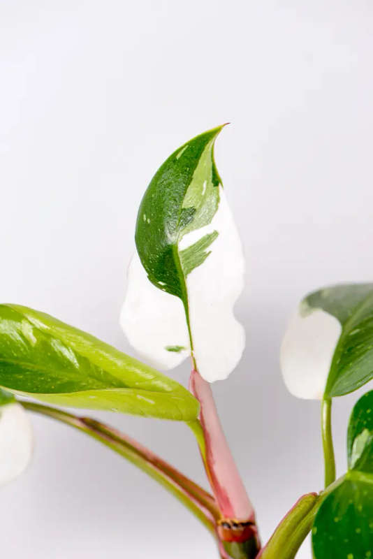 Philodendron White Princess