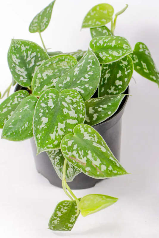 Satin Pothos