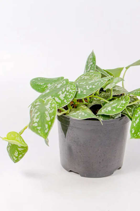 Satin Pothos