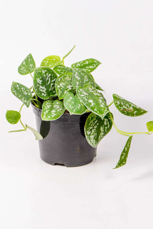 Satin Pothos