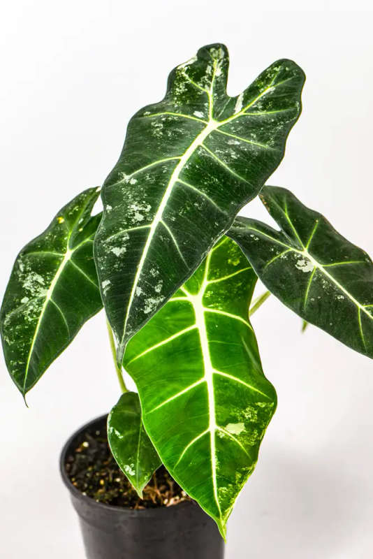 Variegated Alocasia Frydek 2
