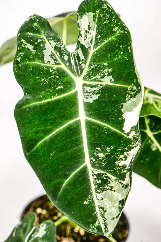 Variegated Alocasia Frydek 4