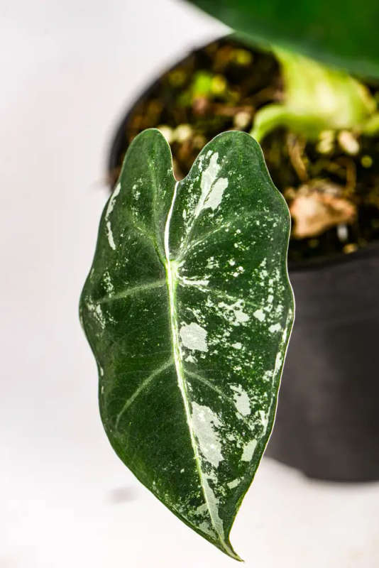 Variegated Alocasia Frydek 4