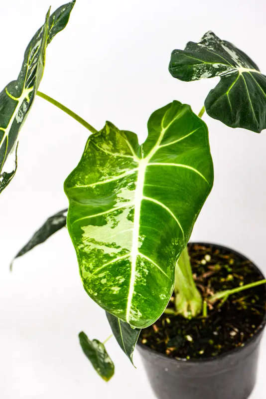 Variegated Alocasia Frydek 4