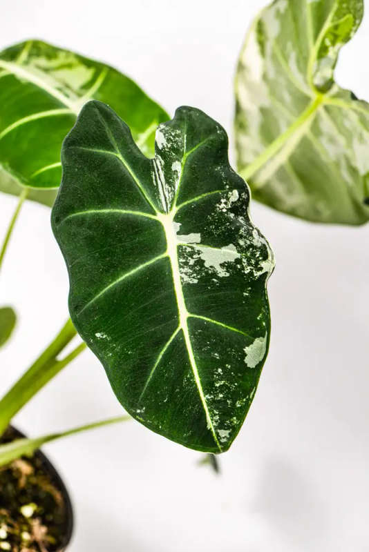 Variegated Alocasia Frydek 4