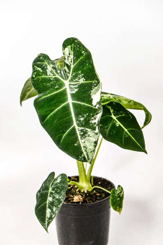 Variegated Alocasia Frydek 4