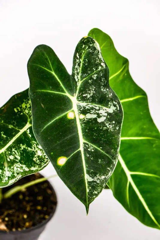 Variegated Alocasia Frydek 2