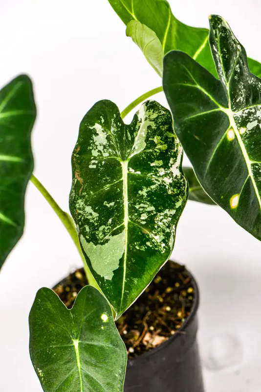 Variegated Alocasia Frydek 2