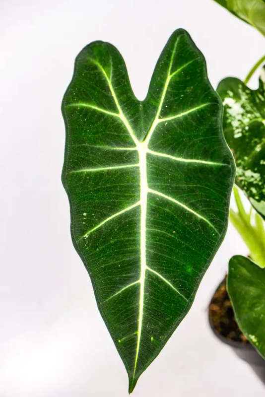 Variegated Alocasia Frydek 2