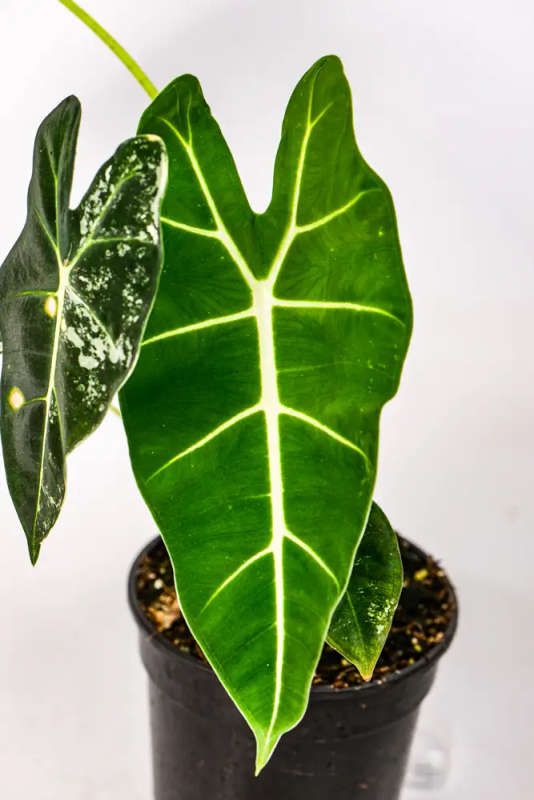 Variegated Alocasia Frydek 2