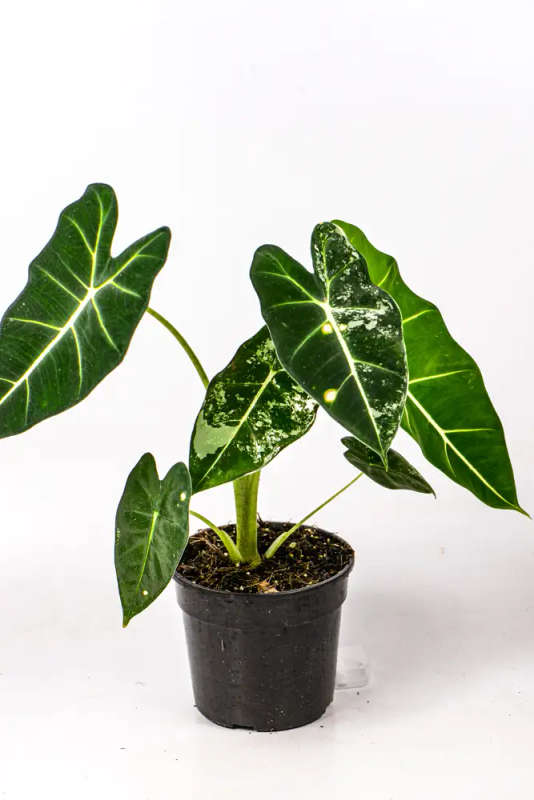 Variegated Alocasia Frydek 2