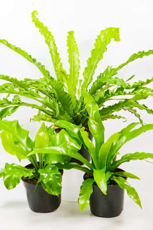 Bird Nest Fern Combo